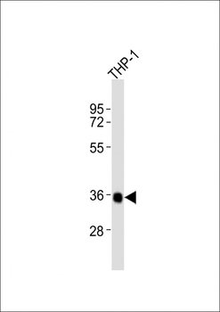 CASP4 Antibody (C-Term)