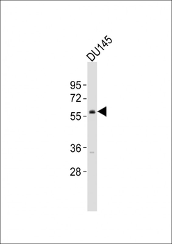 VANGL2 Antibody (C-Term)