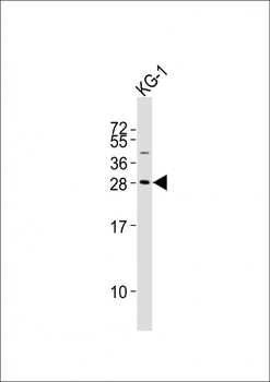 PYCRL Antibody (Center)