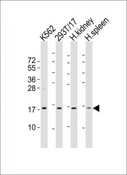 NFE4 Antibody (Center)