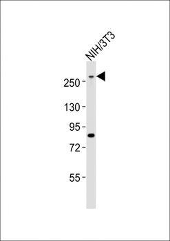Mouse Med12 Antibody (C-term)