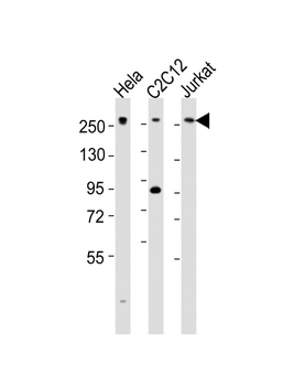 Mouse Med12 Antibody (C-term)