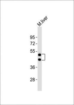 HPN Antibody (Center)