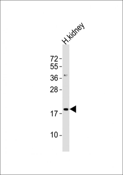 NFE4 Antibody (C-term)