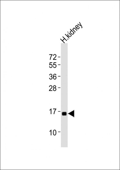 NFE4 Antibody (C-term)