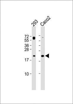 RAC2 Antibody (C-term)
