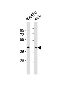 BMI1 Antibody (C-term)