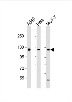 SIRT1 Antibody (C-term)