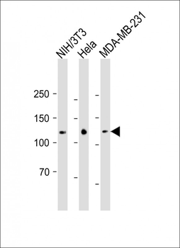 SIRT1 Antibody (C-term)