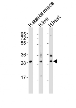 AMZ1 Antibody (N-Term)