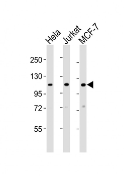 EXOC4 Antibody (N-term)