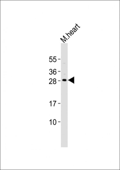 Mouse Mesp1 Antibody (Center)