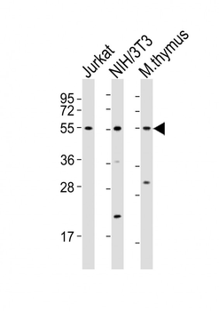 Mouse Runx1 Antibody (C-term)
