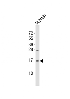 (DANRE) map1lc3b Antibody (N-term)