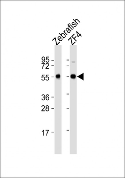 Zebrafish becn1 Antibody (C-Term)
