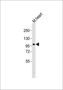 (DANRE) atg9a Antibody (C-Term)