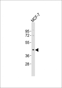 OR5A1 Antibody (C-term)