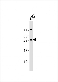 PCGF1 Antibody (Center)