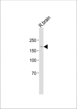 BZRAP1 Antibody (C-term)
