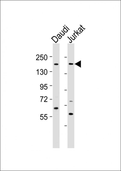 BZRAP1 Antibody (C-term)