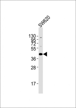 Mouse Runx1 Antibody (C-term)