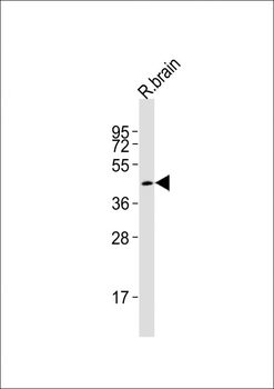 Smad3 Antibody (Center)