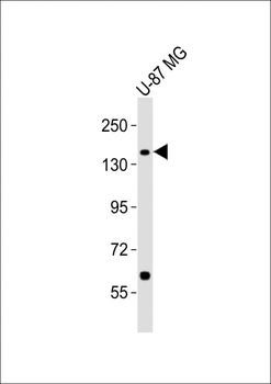 ATP2B3 Antibody (C-term)