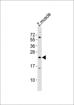 (DANRE) tmem208 Antibody (Center)