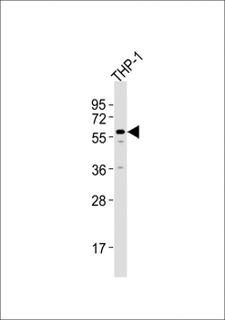 ZNF92 Antibody (N-term)