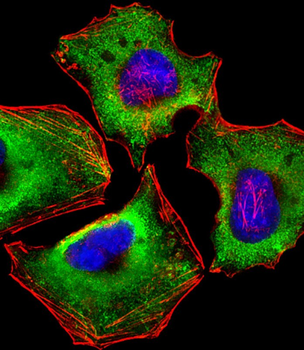 ZAP70 Antibody