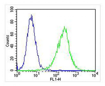 ZAP70 Antibody