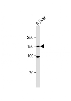 Mouse Mertk Antibody (C-term)