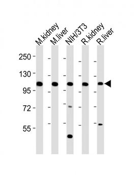 Mouse Mertk Antibody (C-term)