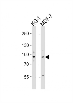 UHRF1 Antibody (N-term)