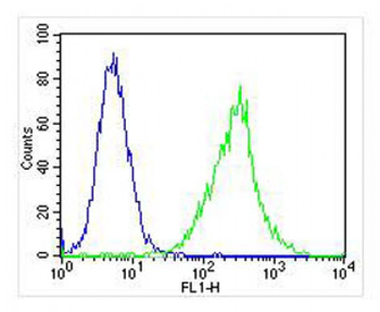 Zap70 Antibody