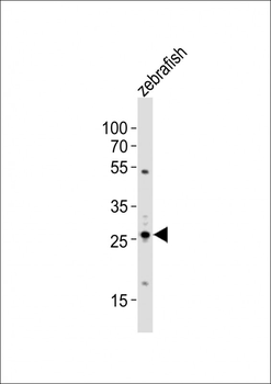 (DANRE) bhlha9 Antibody (N-term)