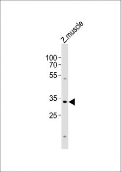 (DANRE) bhlha9 Antibody (N-term)