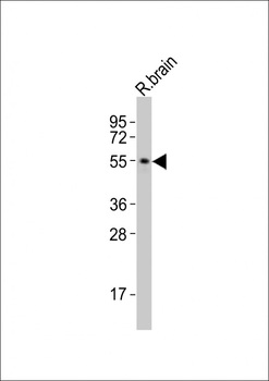 SMAD3 Antibody (Center)
