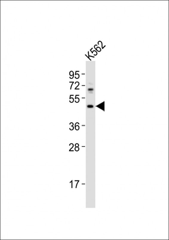 HTR1F Antibody (Center)