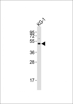 HTR1F Antibody (Center)