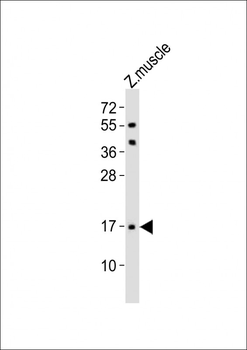(DANRE) Eva1a Antibody (Center)