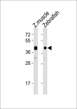 Zebrafish adra2db Antibody (C-Term)