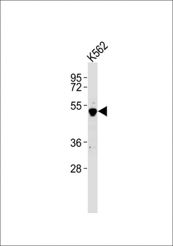 GATA2 Antibody (C-term)