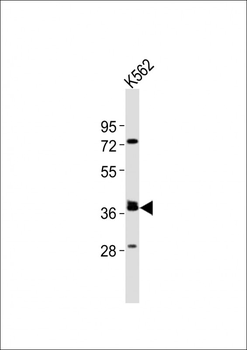 (Mouse) Tal1 Antibody (Center)