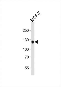 DDR1 Antibody