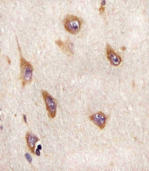 ATG4A Antibody