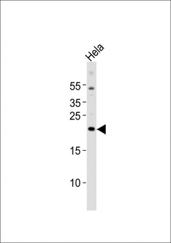 FGF4 Antibody