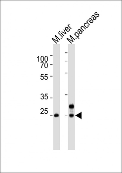 Mouse Noto Antibody (C-term)