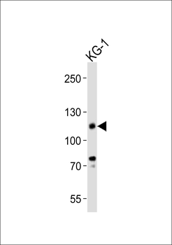 CD34 Antibody (C-term)