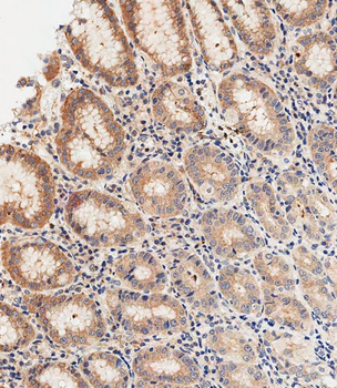 DNASE1 Antibody (Center)